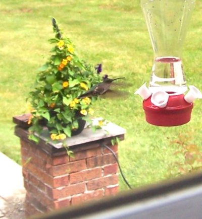 Humming bird feeder.jpg