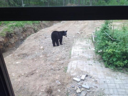 Black bear achter ons huis.jpg