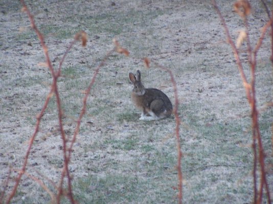 Snoshoe hare.jpg