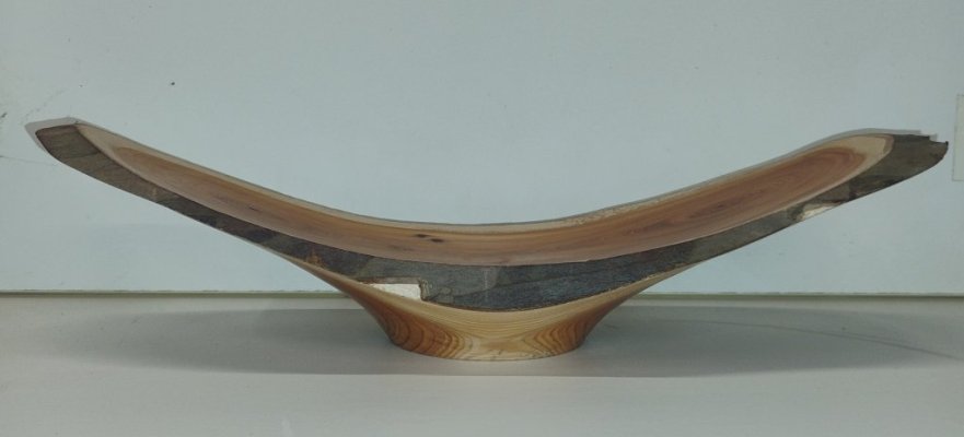 IMG_202512_taxus 1a.jpg