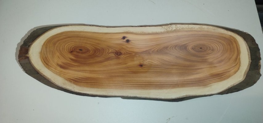 IMG_202512 Taxus  1.jpg