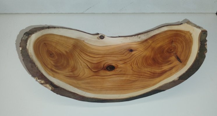 IMG_202512 Taxus 2.jpg