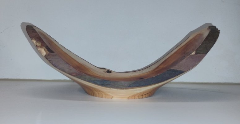 IMG_202512 Taxus 2a.jpg