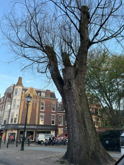 Elm-tree-city.JPG